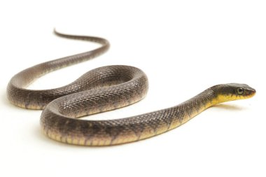 Su Yılanı Üçgeni Keelback (Xenochrophis Trianguligerus) beyaz arka planda izole edilmiştir