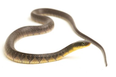 Su Yılanı Üçgeni Keelback (Xenochrophis Trianguligerus) beyaz arka planda izole edilmiştir