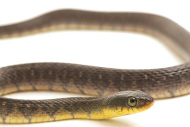 Su Yılanı Üçgeni Keelback (Xenochrophis Trianguligerus) beyaz arka planda izole edilmiştir