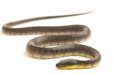 Su Yılanı Üçgeni Keelback (Xenochrophis Trianguligerus) beyaz arka planda izole edilmiştir