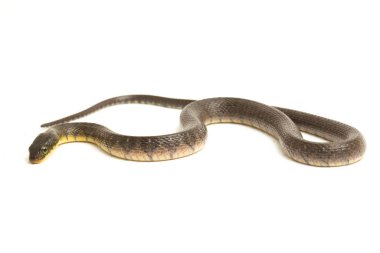 Su Yılanı Üçgeni Keelback (Xenochrophis Trianguligerus) beyaz arka planda izole edilmiştir