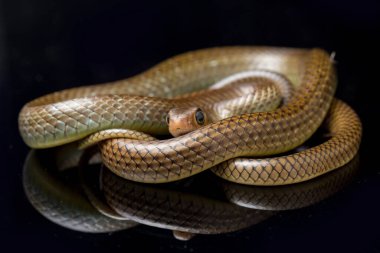 Ptyas Korros, Çin sıçan yılanı veya Hint-Çin fare yılanı olarak da bilinen, Güneydoğu Asya 'ya özgü, siyah arka planda yaşayan bir yılan türü.