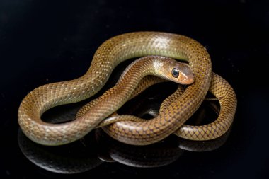 Ptyas Korros, Çin sıçan yılanı veya Hint-Çin fare yılanı olarak da bilinen, Güneydoğu Asya 'ya özgü, siyah arka planda yaşayan bir yılan türü.