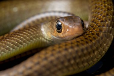 Ptyas Korros, Çin sıçan yılanı veya Hint-Çin fare yılanı olarak da bilinen, Güneydoğu Asya 'ya özgü, siyah arka planda yaşayan bir yılan türü.