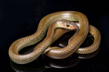 Ptyas Korros, Çin sıçan yılanı veya Hint-Çin fare yılanı olarak da bilinen, Güneydoğu Asya 'ya özgü, siyah arka planda yaşayan bir yılan türü.