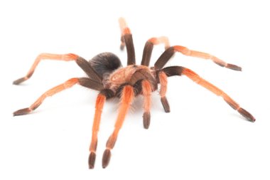 Beyaz arkaplanda Meksika Fireleg Tarantula (Brachypelma boehmei) izole