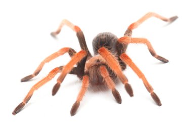 Beyaz arkaplanda Meksika Fireleg Tarantula (Brachypelma boehmei) izole