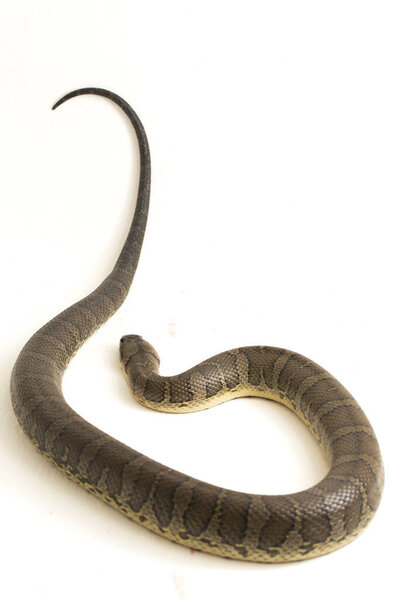 Обыкновенная пушистая водяная змея (Homalopsis buccata), полосатая водяная змея или полосатая водяная змея, изолированная на белом фоне
