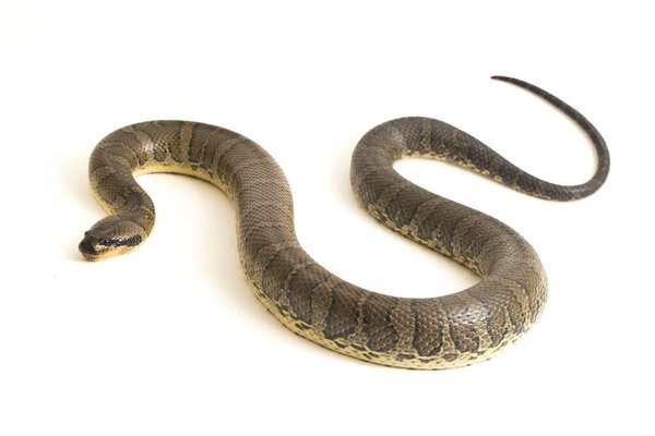 Обыкновенная пушистая водяная змея (Homalopsis buccata), полосатая водяная змея или полосатая водяная змея, изолированная на белом фоне
