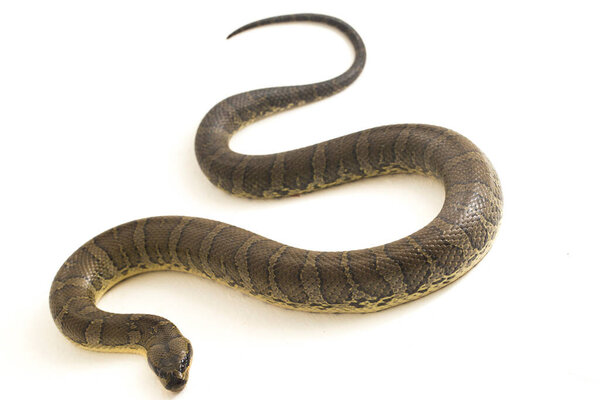 Обыкновенная пушистая водяная змея (Homalopsis buccata), полосатая водяная змея или полосатая водяная змея, изолированная на белом фоне
