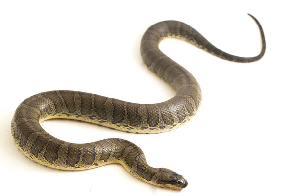 Обыкновенная пушистая водяная змея (Homalopsis buccata), полосатая водяная змея или полосатая водяная змея, изолированная на белом фоне
