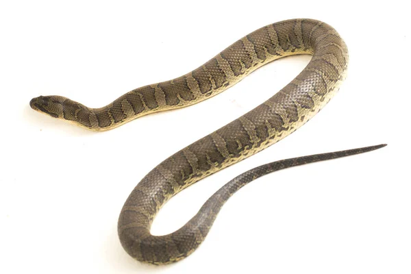 Serpent Eau Face Feuilletée Homalopsis Buccata Serpent Eau Bagué Serpent — Photo