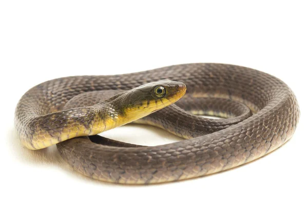 Água Cobra Triângulo Keelback Xenochrophis Trianguligerus Isolado Fundo Branco — Fotografia de Stock