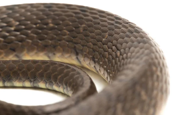 Keelback Triángulo Serpiente Agua Xenochrophis Trianguligerus Aislado Sobre Fondo Blanco —  Fotos de Stock