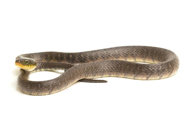 Água Cobra Triângulo Keelback Xenochrophis Trianguligerus Isolado Fundo Branco — Fotografia de Stock