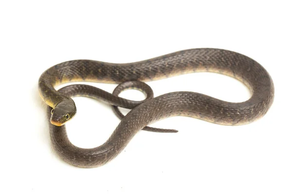 Água Cobra Triângulo Keelback Xenochrophis Trianguligerus Isolado Fundo Branco — Fotografia de Stock