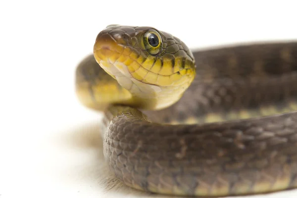 Água Cobra Triângulo Keelback Xenochrophis Trianguligerus Isolado Fundo Branco — Fotografia de Stock