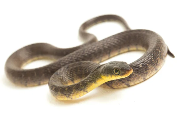 Keelback Triángulo Serpiente Agua Xenochrophis Trianguligerus Aislado Sobre Fondo Blanco — Foto de Stock