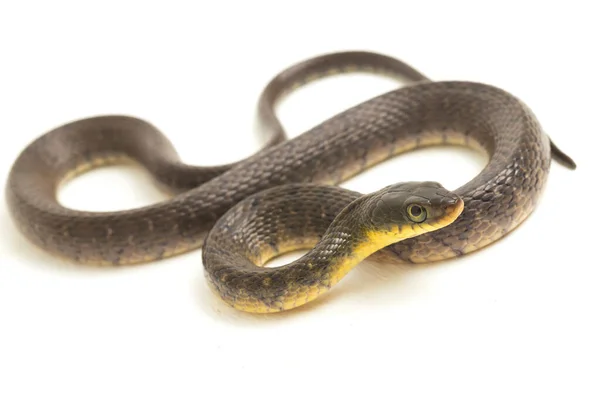 Água Cobra Triângulo Keelback Xenochrophis Trianguligerus Isolado Fundo Branco — Fotografia de Stock