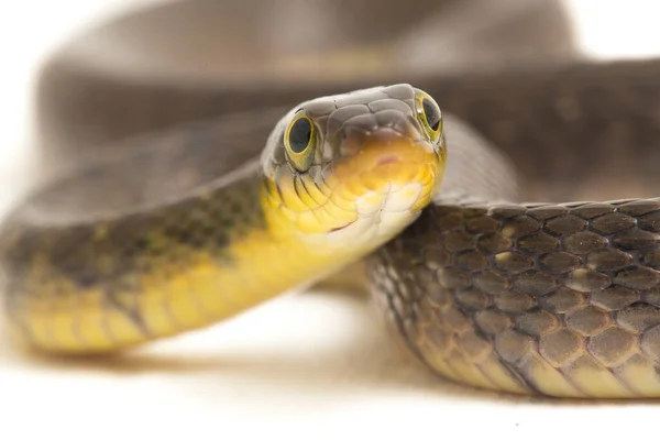 Yılanı Üçgeni Keelback Xenochrophis Trianguligerus Beyaz Arka Planda Izole Edilmiştir — Stok fotoğraf