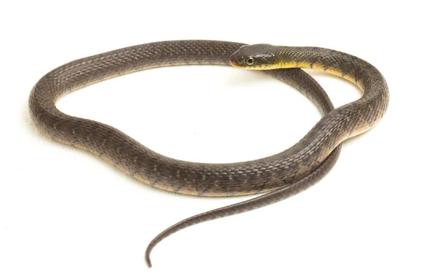 Serpent Eau Triangle Keelback Xenochrophis Trianguligerus Isolé Sur Fond Blanc — Photo