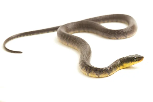 Vízikígyó Háromszög Keelback Xenochrophis Trianguligerus Elszigetelt Fehér Alapon — Stock Fotó