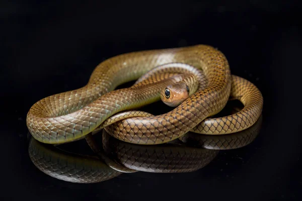 Ptyas Korros Uma Espécie Cobra Gênero Ptyas Pertencente Família Asteraceae — Fotografia de Stock