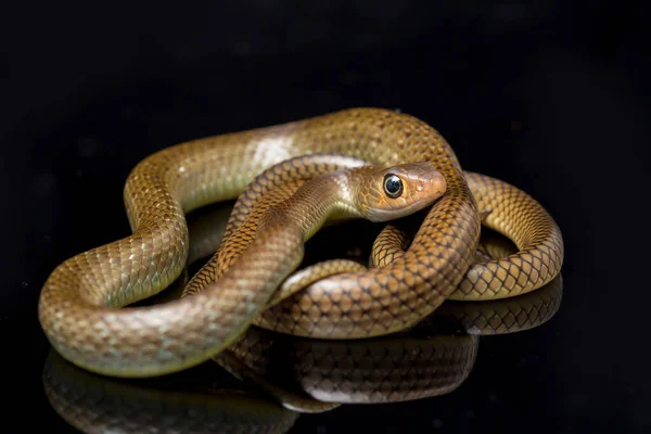 Ptyas Korros Uma Espécie Cobra Gênero Ptyas Pertencente Família Asteraceae — Fotografia de Stock