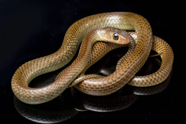 Ptyas Korros Comúnmente Conocida Como Serpiente Rata China Serpiente Rata — Foto de Stock