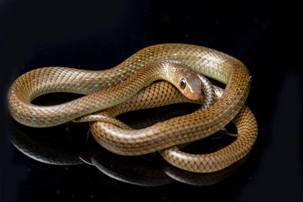 黄鼠狼 Ptyas Korros 中国老鼠蛇 印度支那老鼠蛇 Indo Chinese Rat Snake 是一种原产于东南亚 — 图库照片