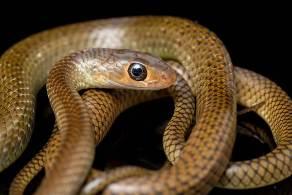 Ptyas Korros Chinese Rat Snake 배경에서 고립된 동남아시아에서 토착종 Colubrid — 스톡 사진