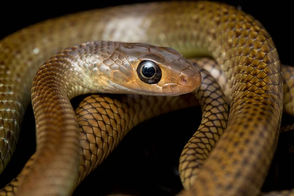 Ptyas Korros Chinese Rat Snake 배경에서 고립된 동남아시아에서 토착종 Colubrid — 스톡 사진
