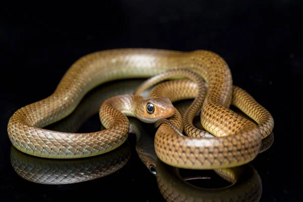 Ptyas Korros Comúnmente Conocida Como Serpiente Rata China Serpiente Rata — Foto de Stock