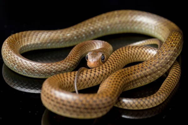 Ptyas Korros Comúnmente Conocida Como Serpiente Rata China Serpiente Rata — Foto de Stock