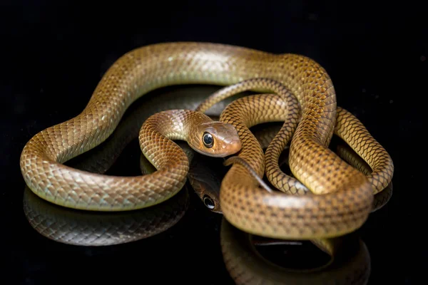 Ptyas Korros Chinese Rat Snake 배경에서 고립된 동남아시아에서 토착종 Colubrid — 스톡 사진