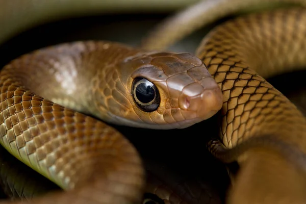 Ptyas Korros Commonly Known Chinese Ratsnake Indo Chinese Rat Snake — Stock Photo, Image