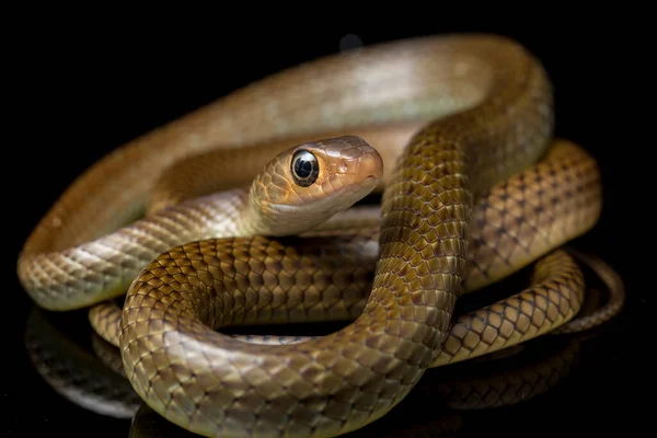 Ptyas Korros Comúnmente Conocida Como Serpiente Rata China Serpiente Rata —  Fotos de Stock