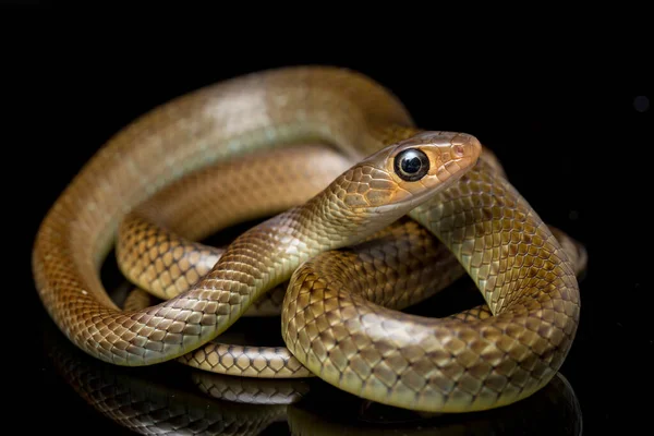 黄鼠狼 Ptyas Korros 中国老鼠蛇 印度支那老鼠蛇 Indo Chinese Rat Snake 是一种原产于东南亚 — 图库照片