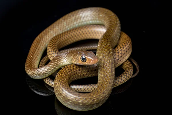 Ptyas Korros Uma Espécie Cobra Gênero Ptyas Pertencente Família Asteraceae — Fotografia de Stock