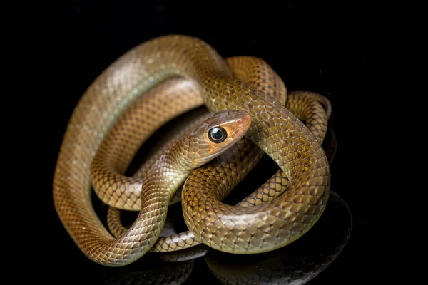 Ptyas Korros Comúnmente Conocida Como Serpiente Rata China Serpiente Rata — Foto de Stock