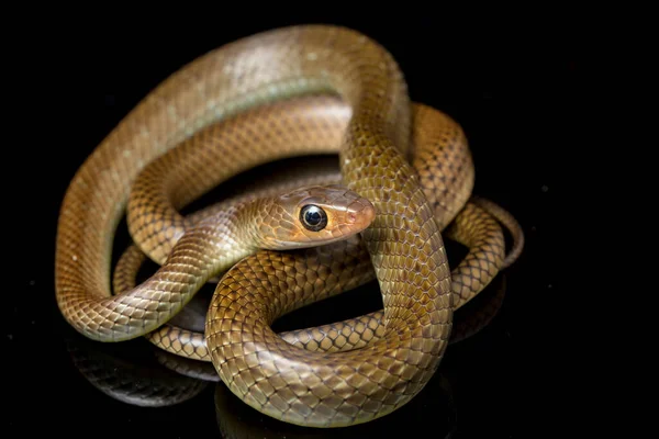 Ptyas Korros Uma Espécie Cobra Gênero Ptyas Pertencente Família Asteraceae — Fotografia de Stock