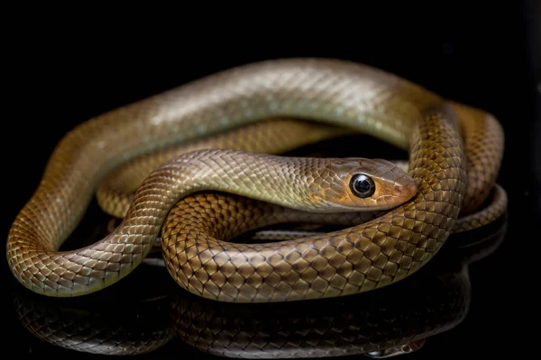 Ptyas Korros Comúnmente Conocida Como Serpiente Rata China Serpiente Rata — Foto de Stock