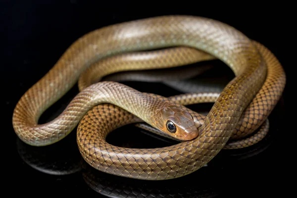 Chinese Ratslang Ptyas Korros Een Slang Uit Familie Slangen Colubridae — Stockfoto