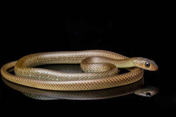 黄鼠狼 Ptyas Korros 中国老鼠蛇 印度支那老鼠蛇 Indo Chinese Rat Snake 是一种原产于东南亚 — 图库照片