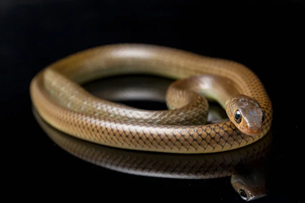 Ptyas Korros Comúnmente Conocida Como Serpiente Rata China Serpiente Rata — Foto de Stock