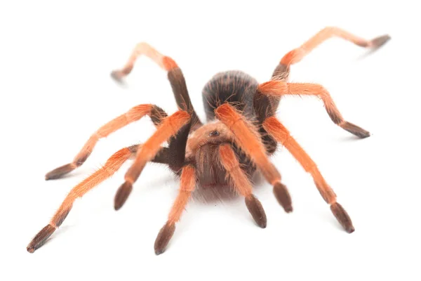 Μεξικάνικη Fireleg Tarantula Brachypelma Boehmei Απομονωμένη Λευκό Φόντο — Φωτογραφία Αρχείου