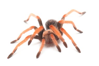 Beyaz arkaplanda Meksika Fireleg Tarantula (Brachypelma boehmei) izole