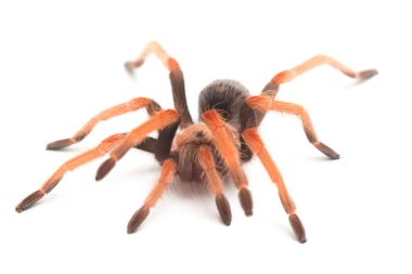 Beyaz arkaplanda Meksika Fireleg Tarantula (Brachypelma boehmei) izole