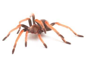 Beyaz arkaplanda Meksika Fireleg Tarantula (Brachypelma boehmei) izole