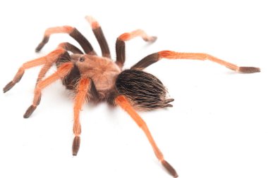 Beyaz arkaplanda Meksika Fireleg Tarantula (Brachypelma boehmei) izole